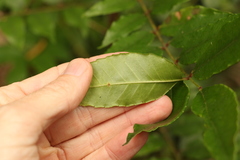 Zanthoxylum brachyacanthum
