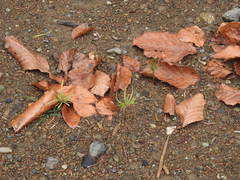 Abies nordmanniana