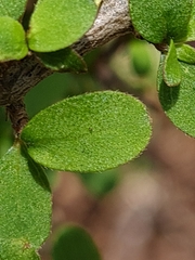 Coprosma ciliata