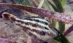 Meuschenia trachylepis