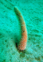 Veretillidae