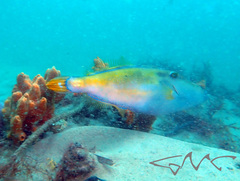 Meuschenia trachylepis