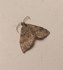 Helastia farinata