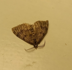 Helastia farinata