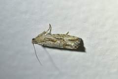 Strepsicrates ejectana