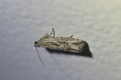 Strepsicrates ejectana