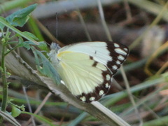Belenois creona severina