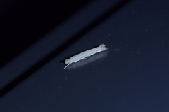 Stegommata sulfuratella