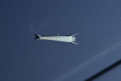 Stegommata sulfuratella