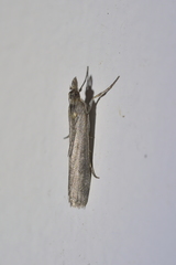 Eudonia leptalaea