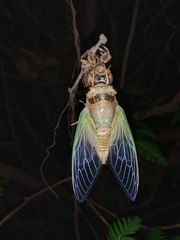 Cryptotympana atrata