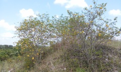 Senna pallida pallida