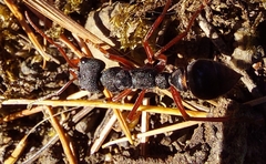Myrmecia esuriens
