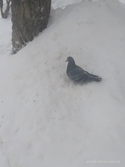Columba livia domestica