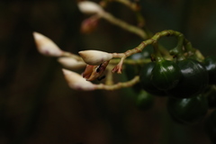 Megaphrynium macrostachyum