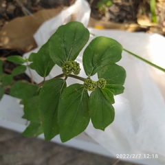 Euphorbia hirta