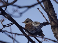 Turdus pilaris