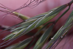 Elymus tsukushiensis