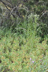 Elymus tsukushiensis