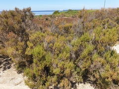 Tecticornia arbuscula