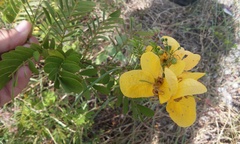 Senna pallida pallida