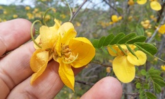 Senna pallida pallida