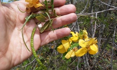 Senna pallida pallida