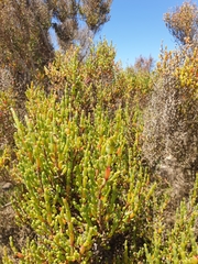 Tecticornia arbuscula