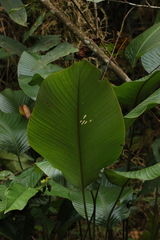 Megaphrynium macrostachyum