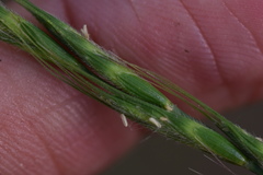 Elymus ciliaris