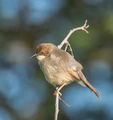 Cisticola erythrops