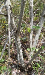 Senna pallida pallida