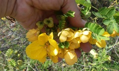 Senna pallida pallida