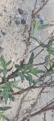 Heliotropium bacciferum