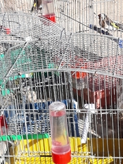 Carduelis carduelis