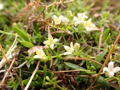 Galium perpusillum