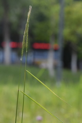 Elymus ciliaris