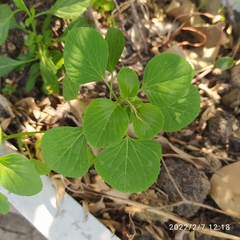Acalypha indica