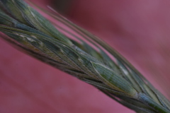 Elymus shandongensis