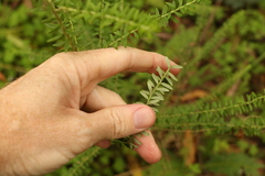 Ozothamnus rufescens
