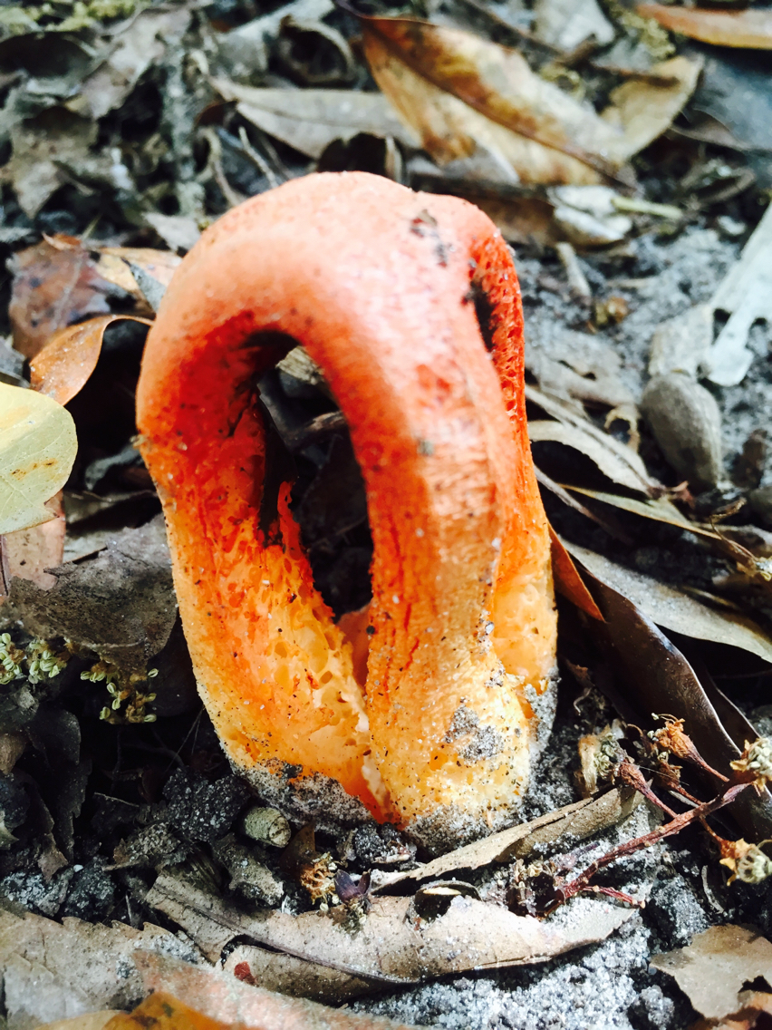 Clathrus columnatus image