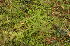 Ozothamnus rufescens