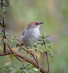 Cisticola hunteri