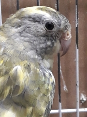 Psephotus haematonotus