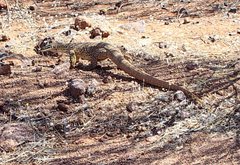 Varanus panoptes rubidus