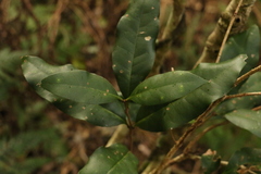 Notelaea venosa