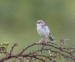 Cisticola brunnescens