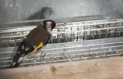 Carduelis carduelis