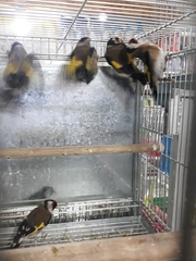 Carduelis carduelis
