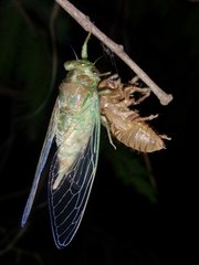 Cryptotympana atrata